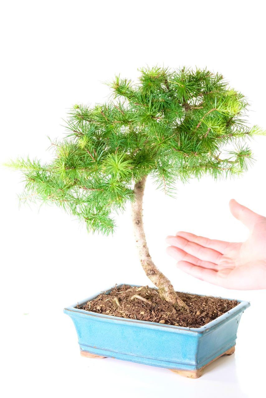 An absolutely stunning hardy larch bonsai tree for sale