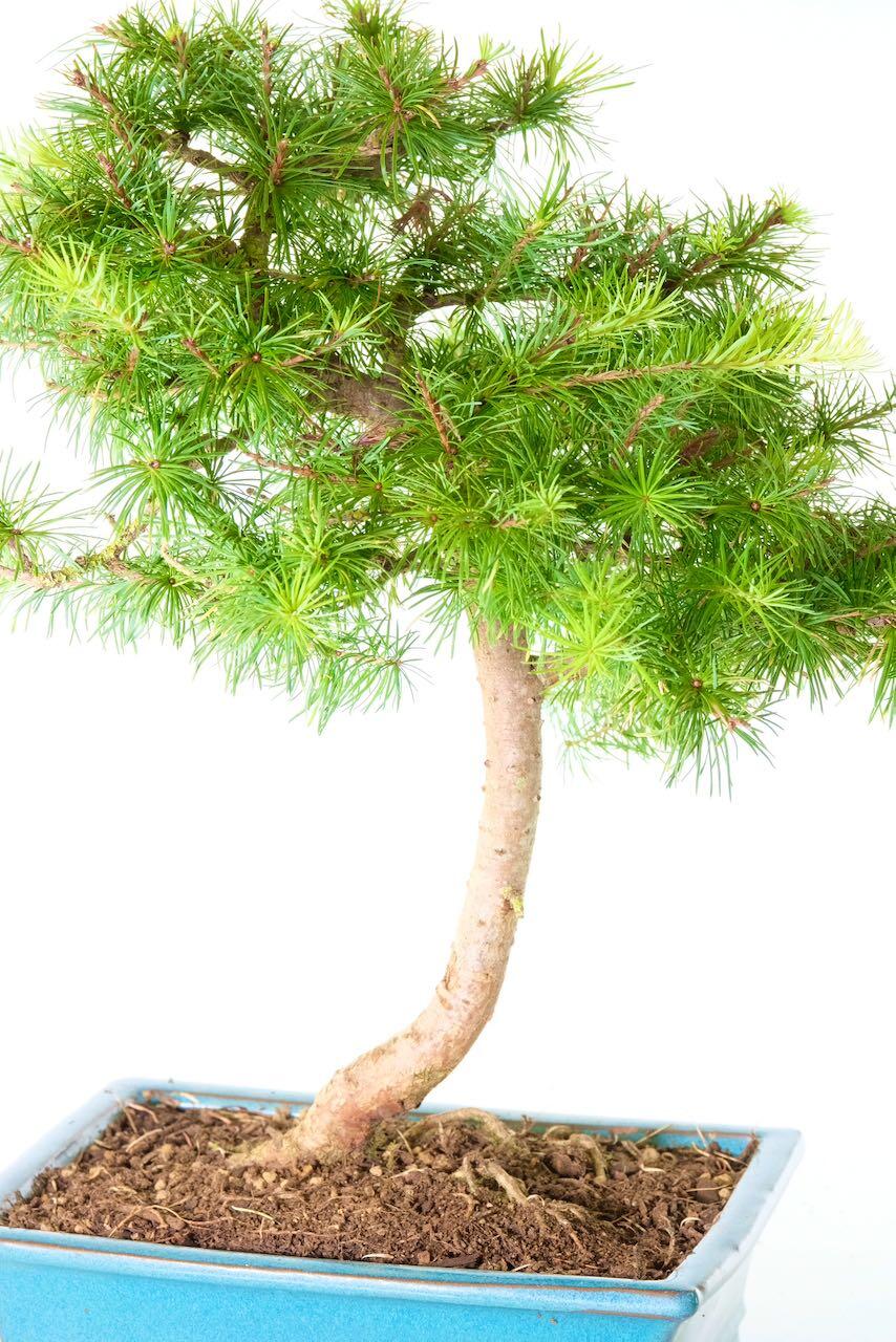 Larch bonsai | Turquoise glazed ceramic bonsai pot