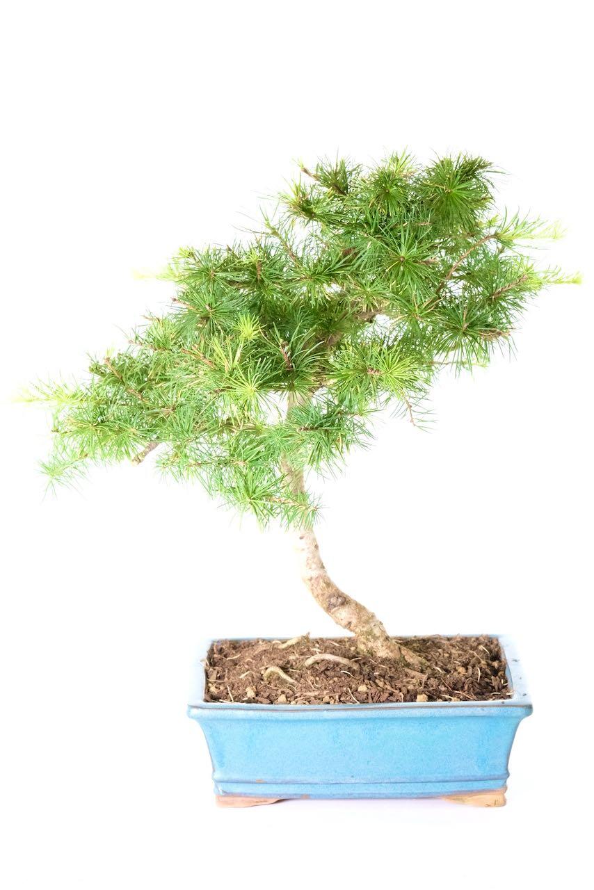 Larch Bonsai | Spectacular Coniferous bonsai tree with Iridescent Lime Green Colour in Spring and Autumnal Golds