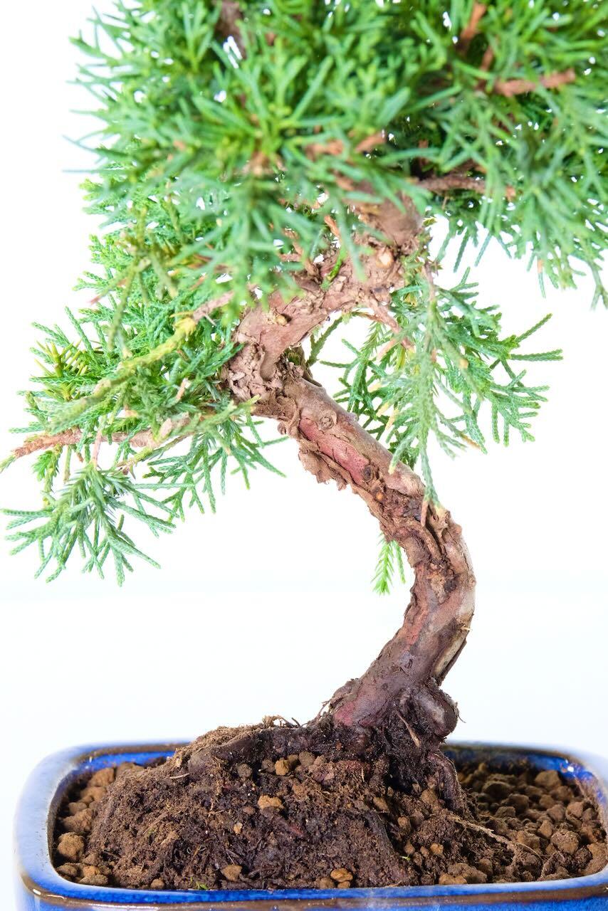 Rough reddish bark of Chinese juniper