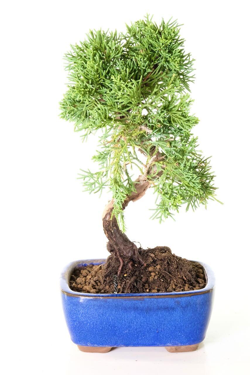 Chinese juniper bonsai for sale in blue pot UK