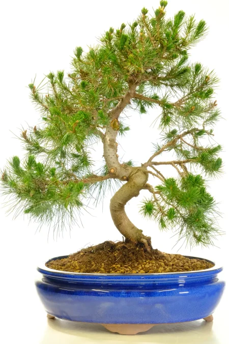 Evergreen Mountain Pine Bonsai Tree (Pinus halepensis)
