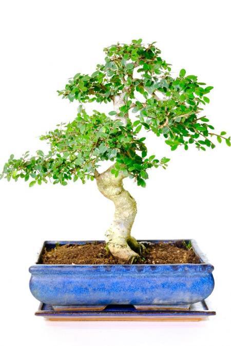 Powerful & Artistic 17-Year-Old Chinese Elm Bonsai Tree