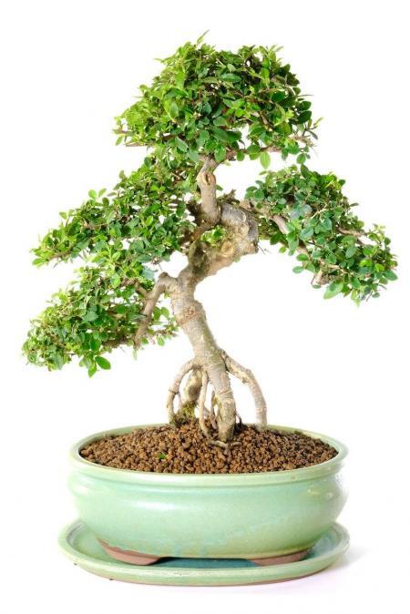 Mature Bonsai Tree for Sale | Bonsai Chinese Elm Specimen