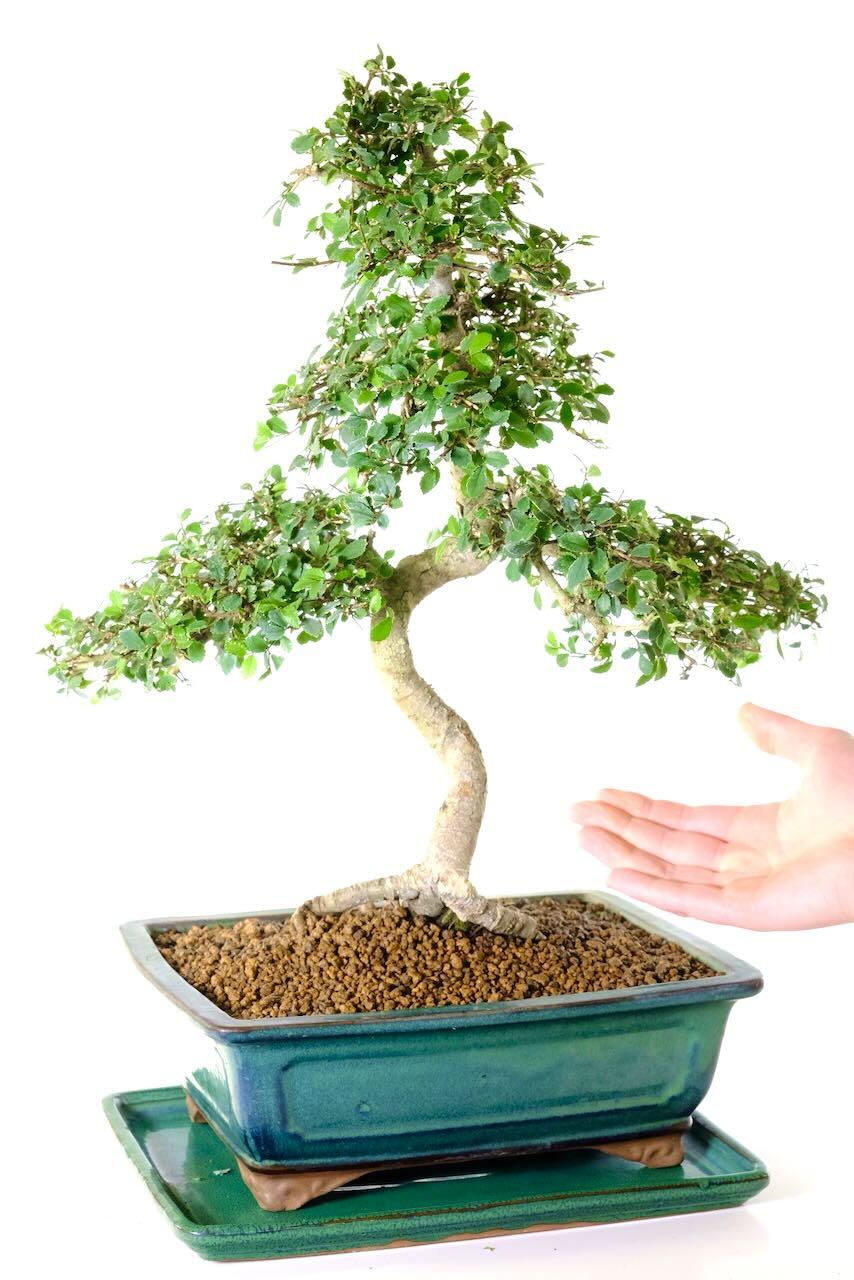 Comes potted in a forest green ceramic pot with matching drip tray - This shot gives great scale against the hand!