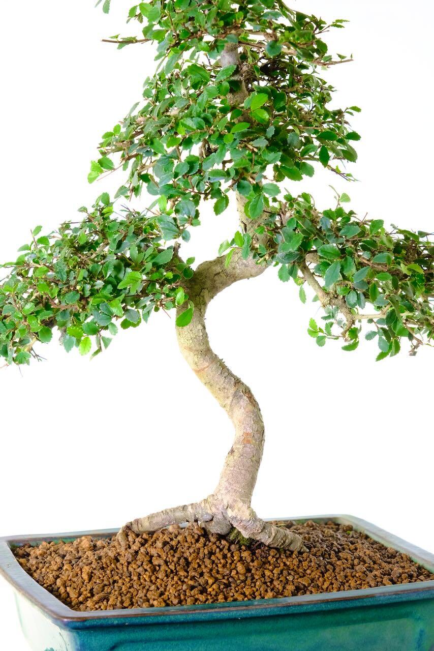 The taper of this trunk is fantastic.. and look at those roots!