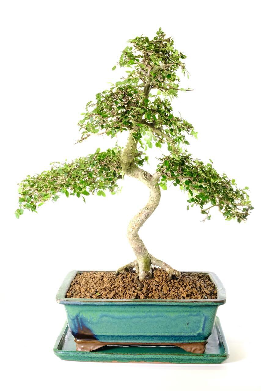 At Bonsai Direct, we offer a range of delivery options - You can receive your bonsai as quickly as the next working day!