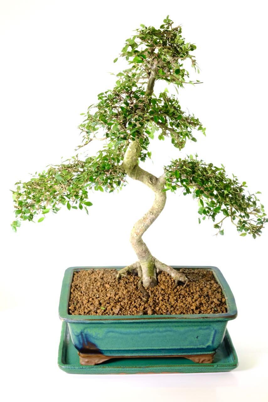 The foliage pads display excellent ramification and they are highly refined.