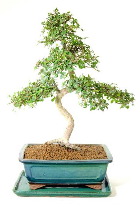 Incredible 17-year-old Chinese Elm bonsai tree for sale UK