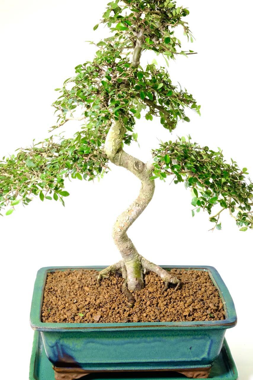 The trunk twists and turns elegantly whilst the textured bark adds character.