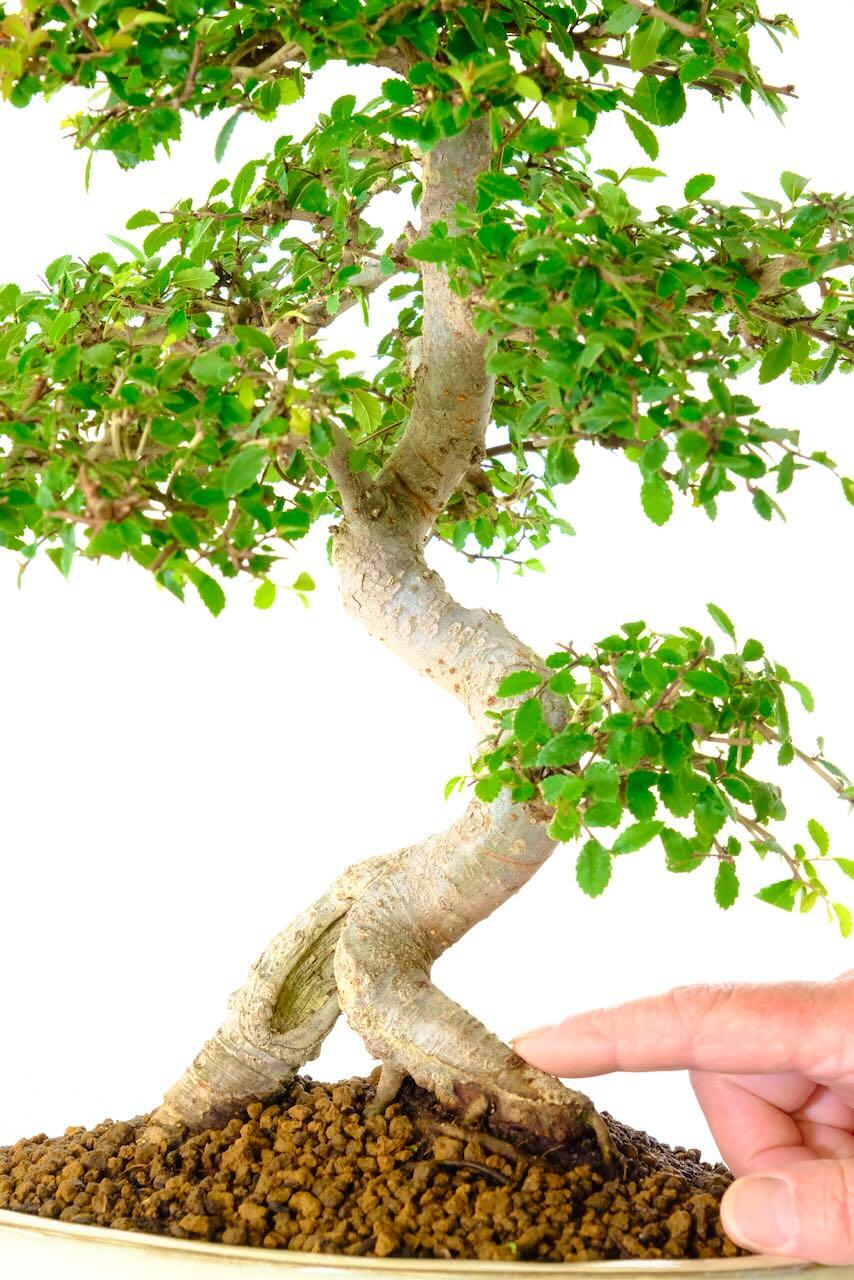Sabamiki Chinese Elm Bonsai – 20 Years of Character