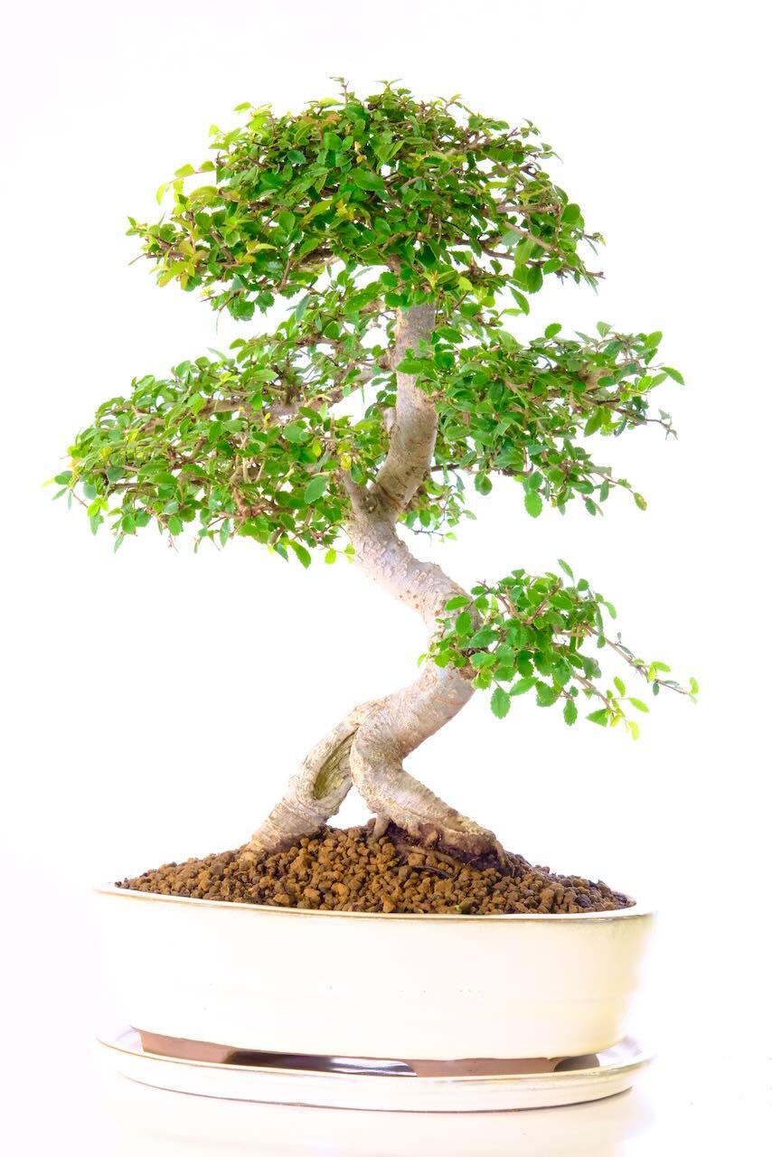 Top Quality Large Chinese Elm Indoor Sabamiki Bonsai with Awesome Design - Excellence Range