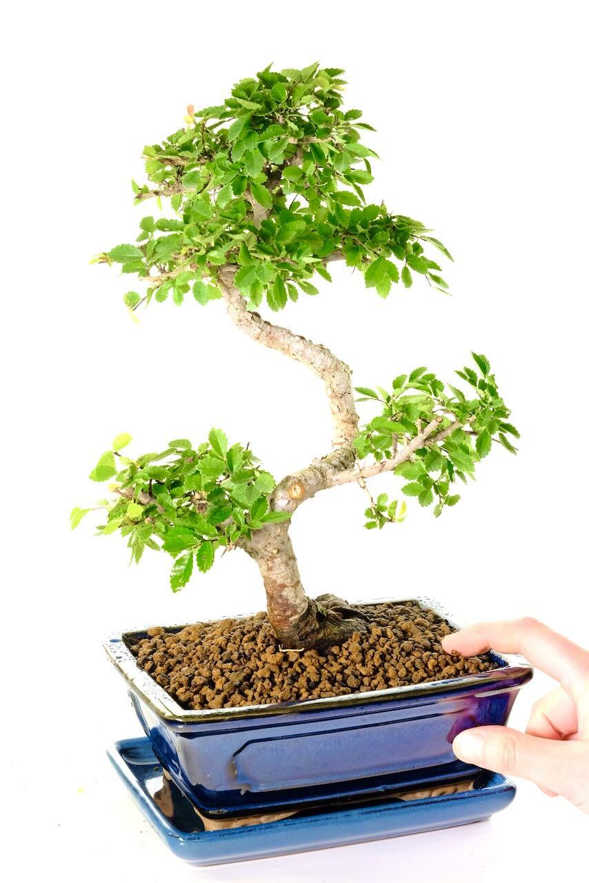 FREE fast bonsai tree delivery available to most areas including London, Cardiff & Edinburgh