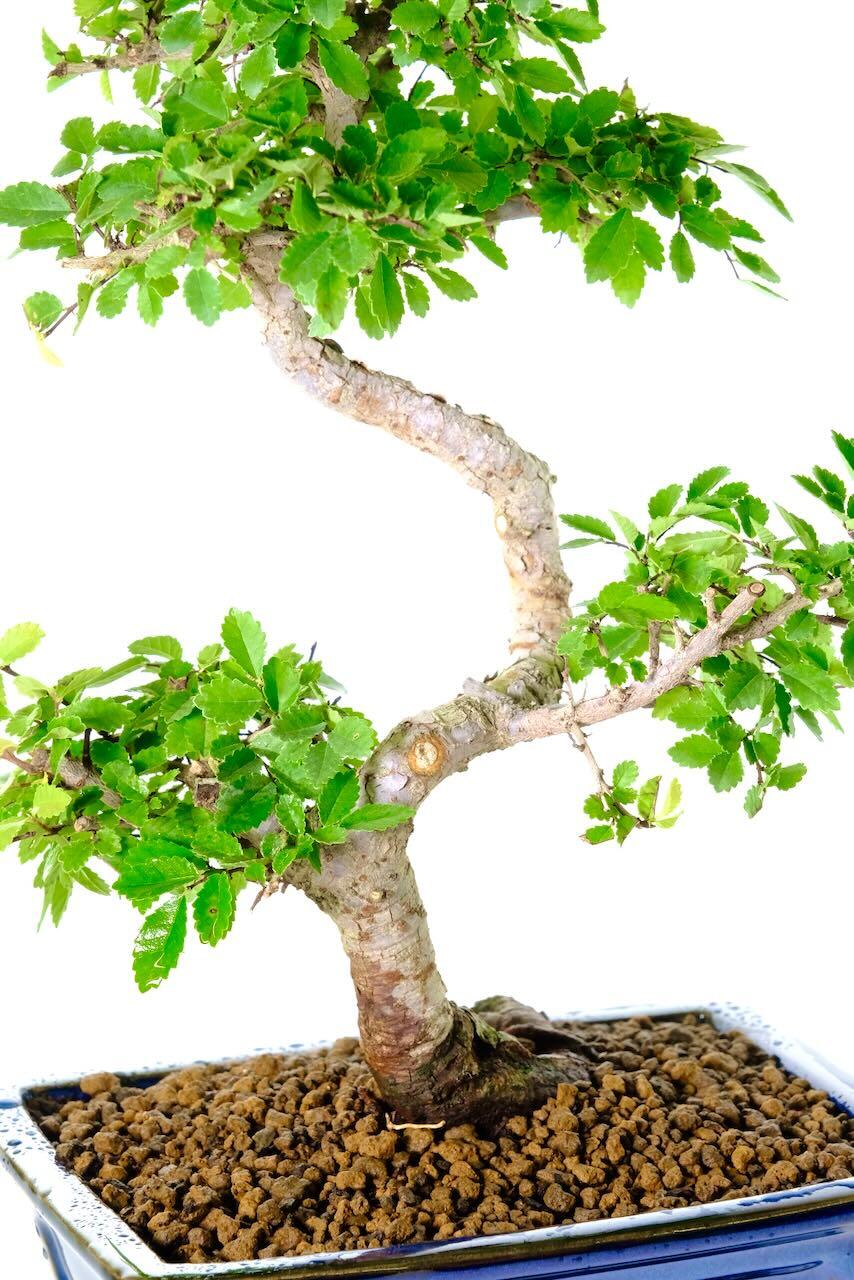 Very neat highly refined bonsai structure