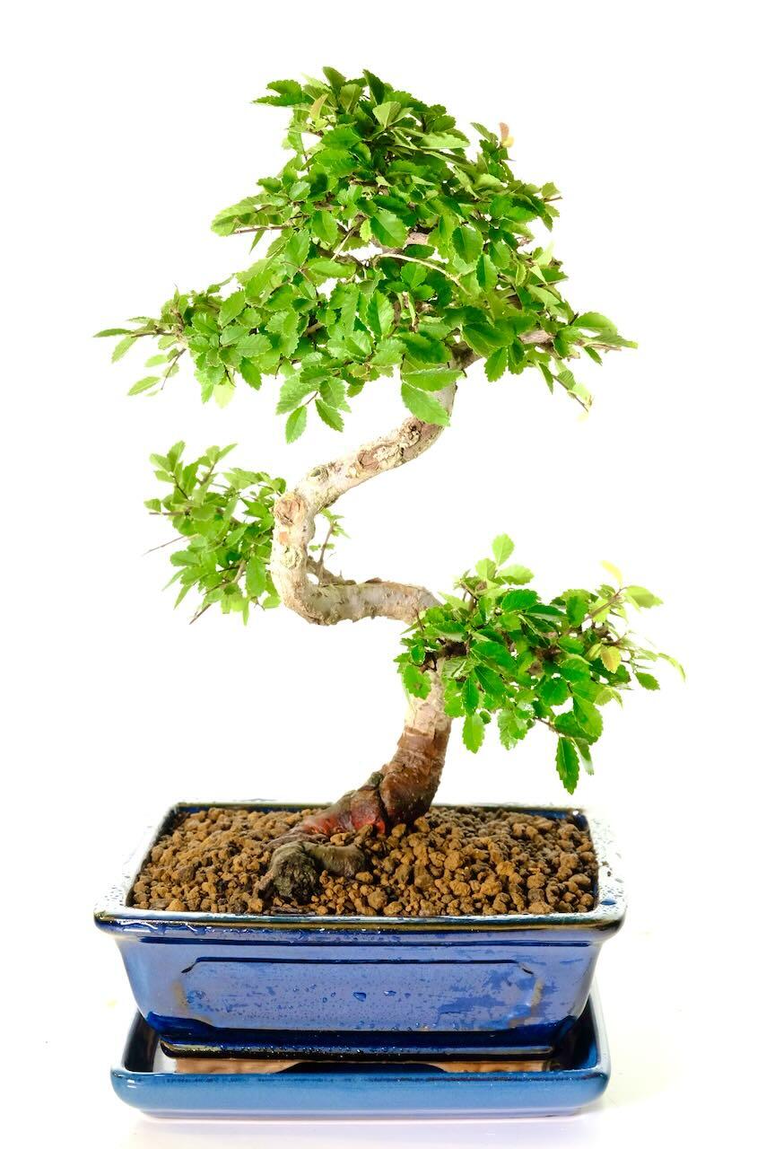 Aged and Characteristic Chinese Elm Indoor Bonsai Tree