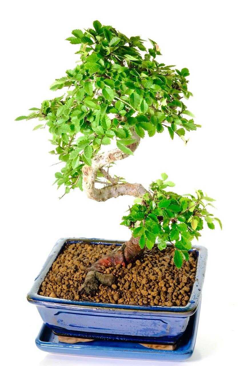 Unique and Characteristic Ulmus Parvifolia Bonsai Tree with Elegant, Twisty Trunk.