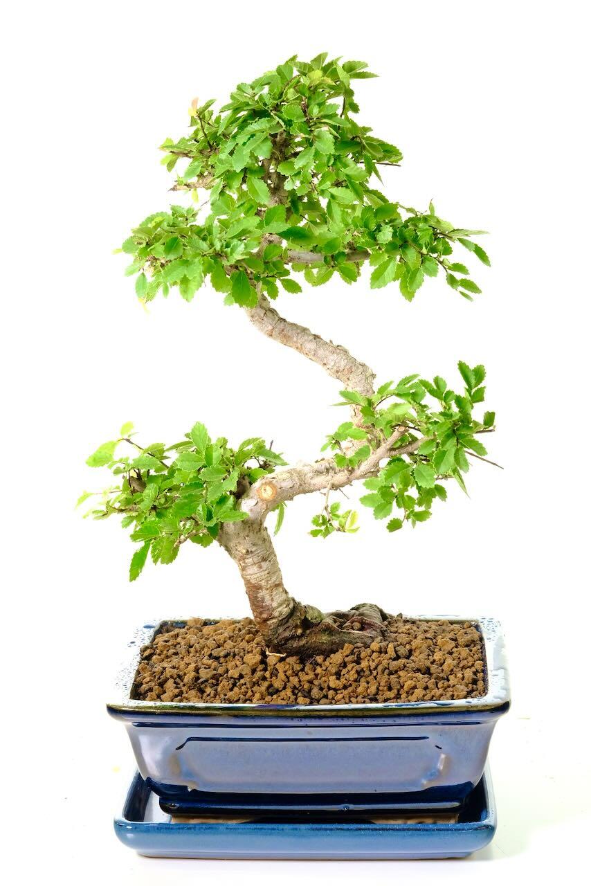 Small Specimen | Twisty S-Shaped Highly Defined Easy Care Chinese Elm Indoor Bonsai