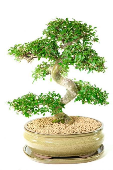 Majestic Large Specimen Chinese Elm Indoor Bonsai Tree with Powerful Trunk