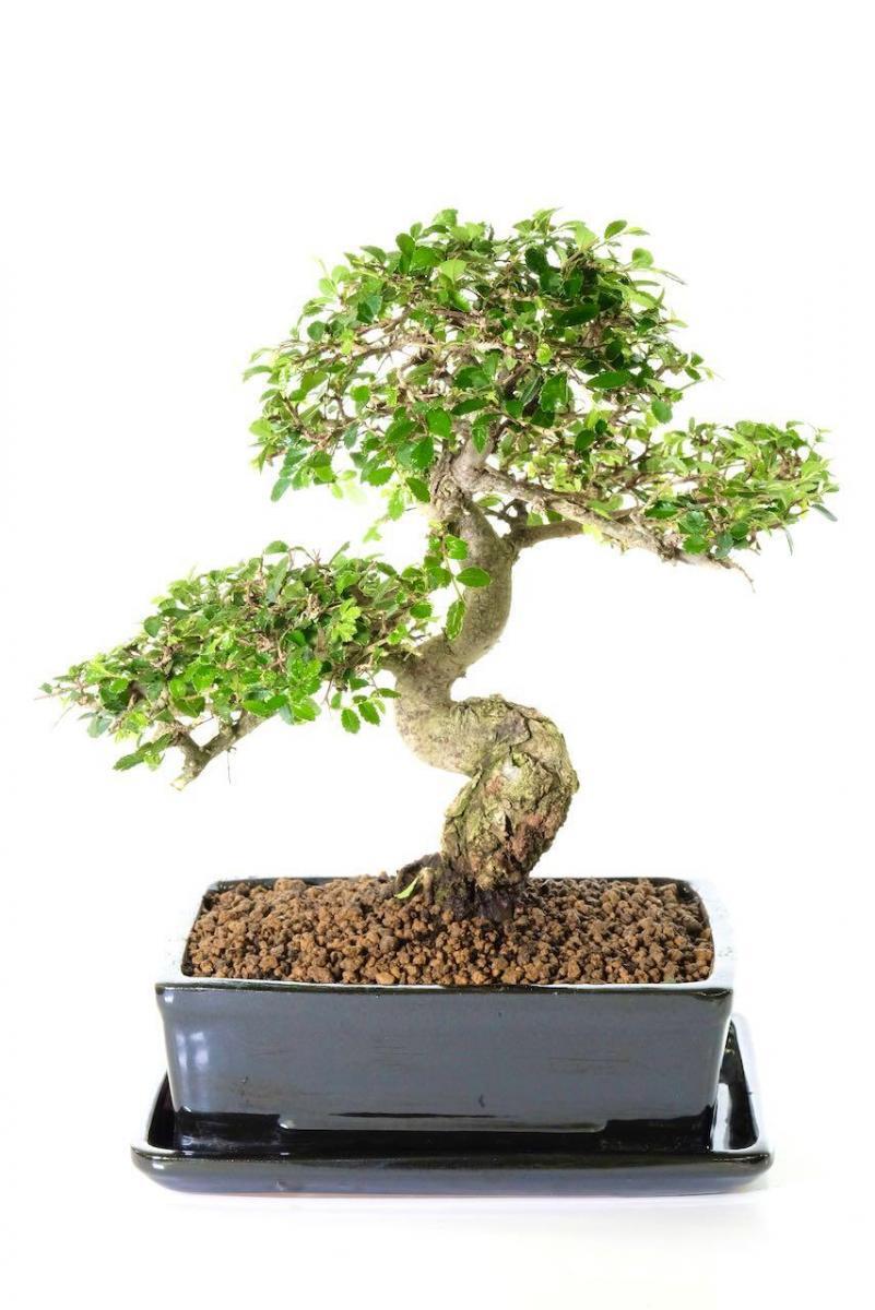 Phenomenal Premium Range Chinese Elm bonsai