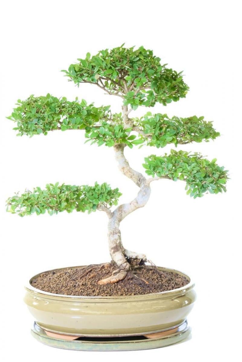 Grandfather Elm