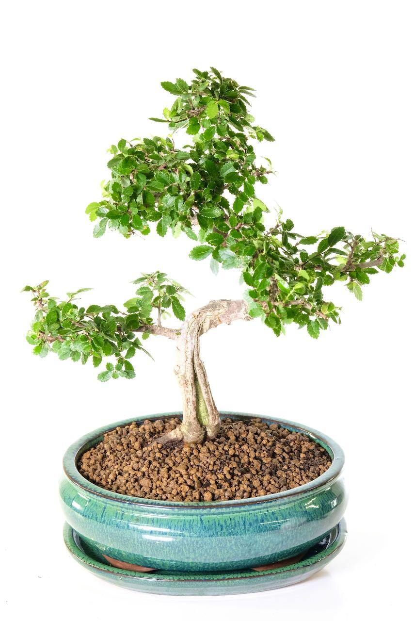 Potted into a forest green bonsai pot with matching drip tray