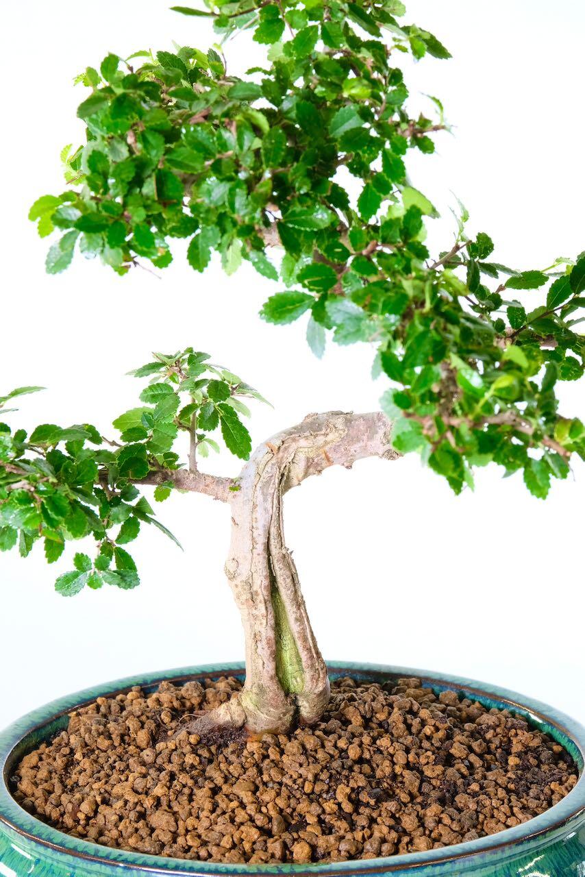 Gorgeous trunk flow and shari