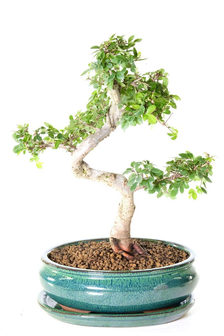 Stunning Ulmus parvifolia bonsai tree