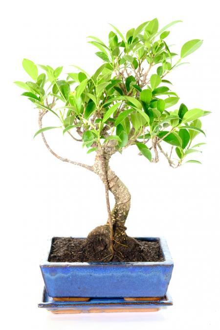 Majestic indoor Ficus bonsai