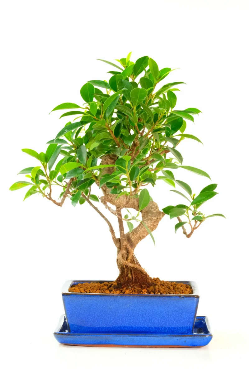 Impressive Ficus Bonsai with Supreme Aerial Roots in Royal Blue Ceramic Pot