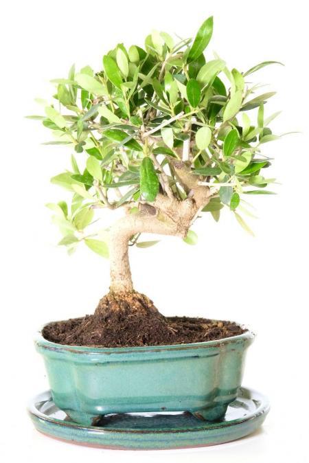 Twisting Olive Bonsai tree with Silvery-Green Leaves & Olive Fruits