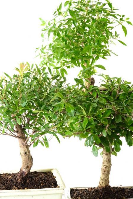 Carmona, serissa, and syzigium bonsai trees
