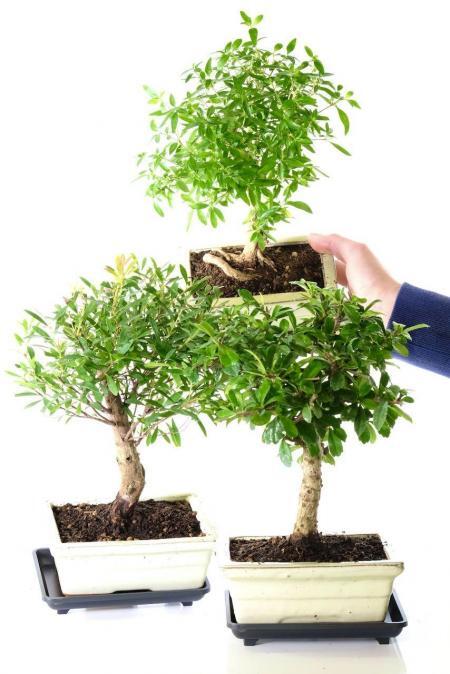 Flowering indoor bonsai trio for sale