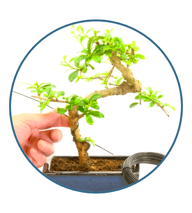 Anchor the wire abound the trunk prior to wiring the branches for stability