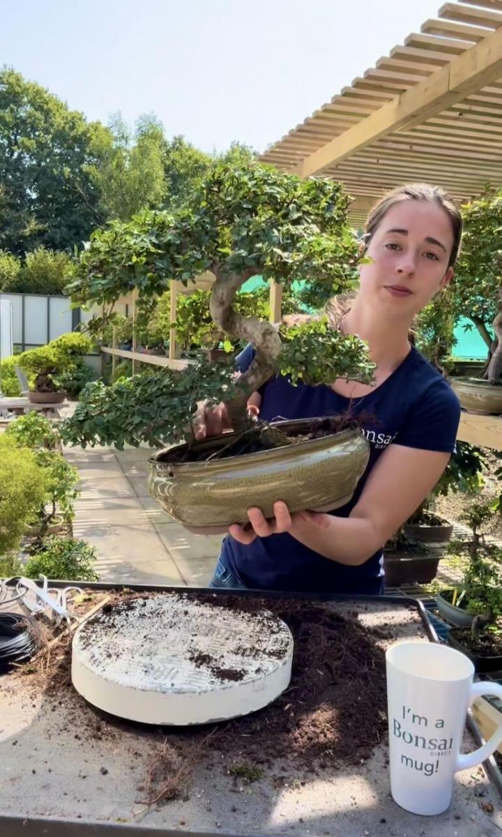 Holly chooses between 4 bonsai pots.