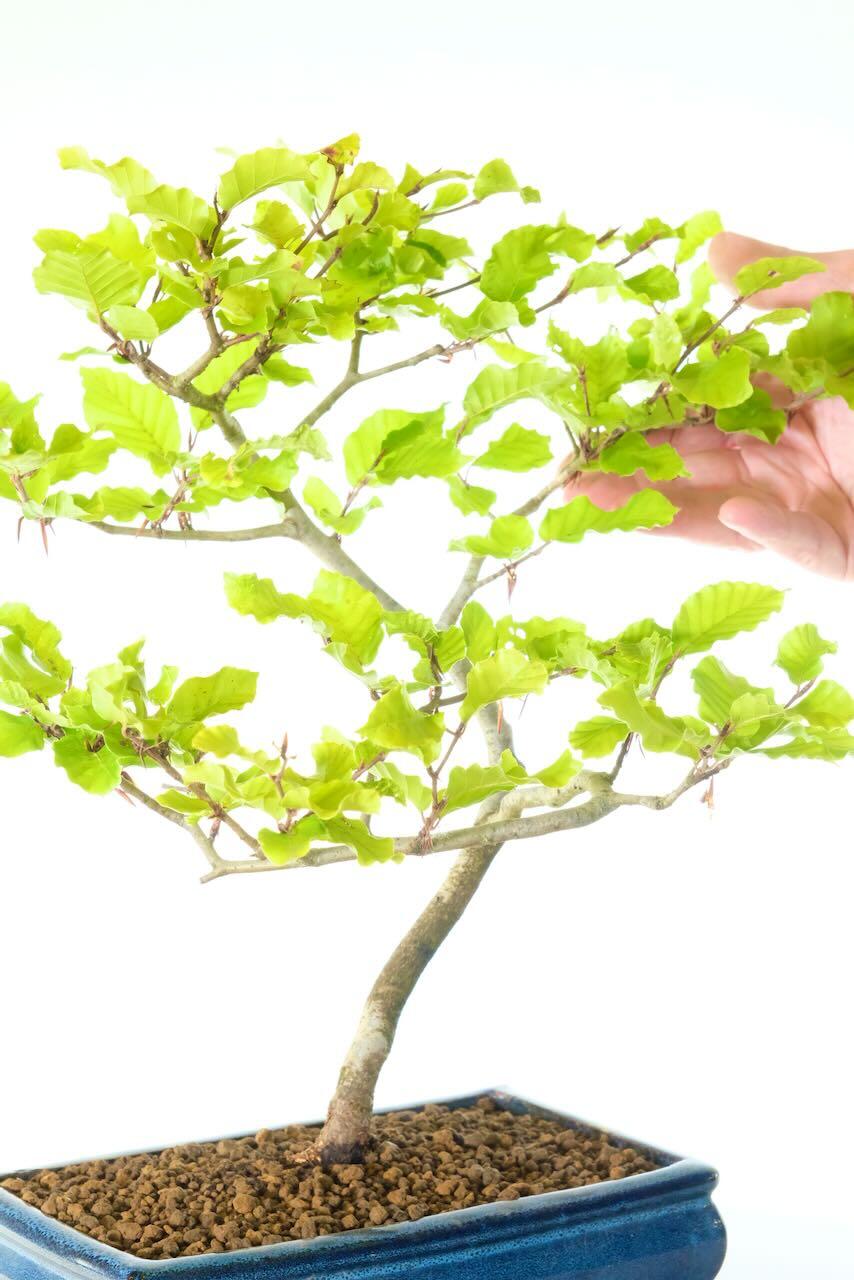 Outstanding large hardy Beech bonsai tree for sale in blue pot