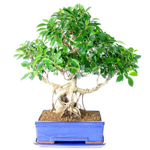 Premium Ficus Bonsai