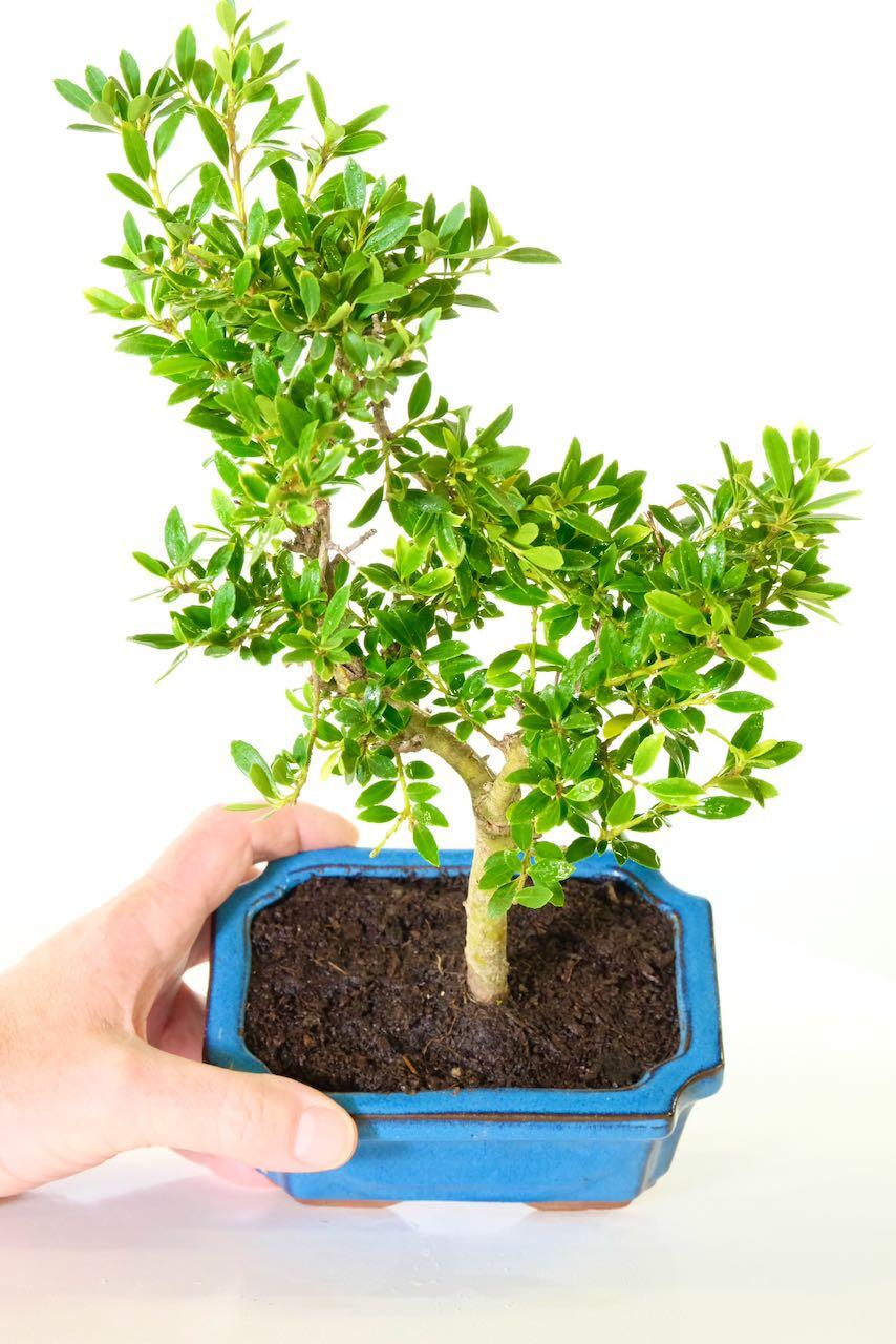 9-Year-Old Japanese Holly Bonsai Tree (Ilex crenata) – Compact, Evergreen & Hardy
