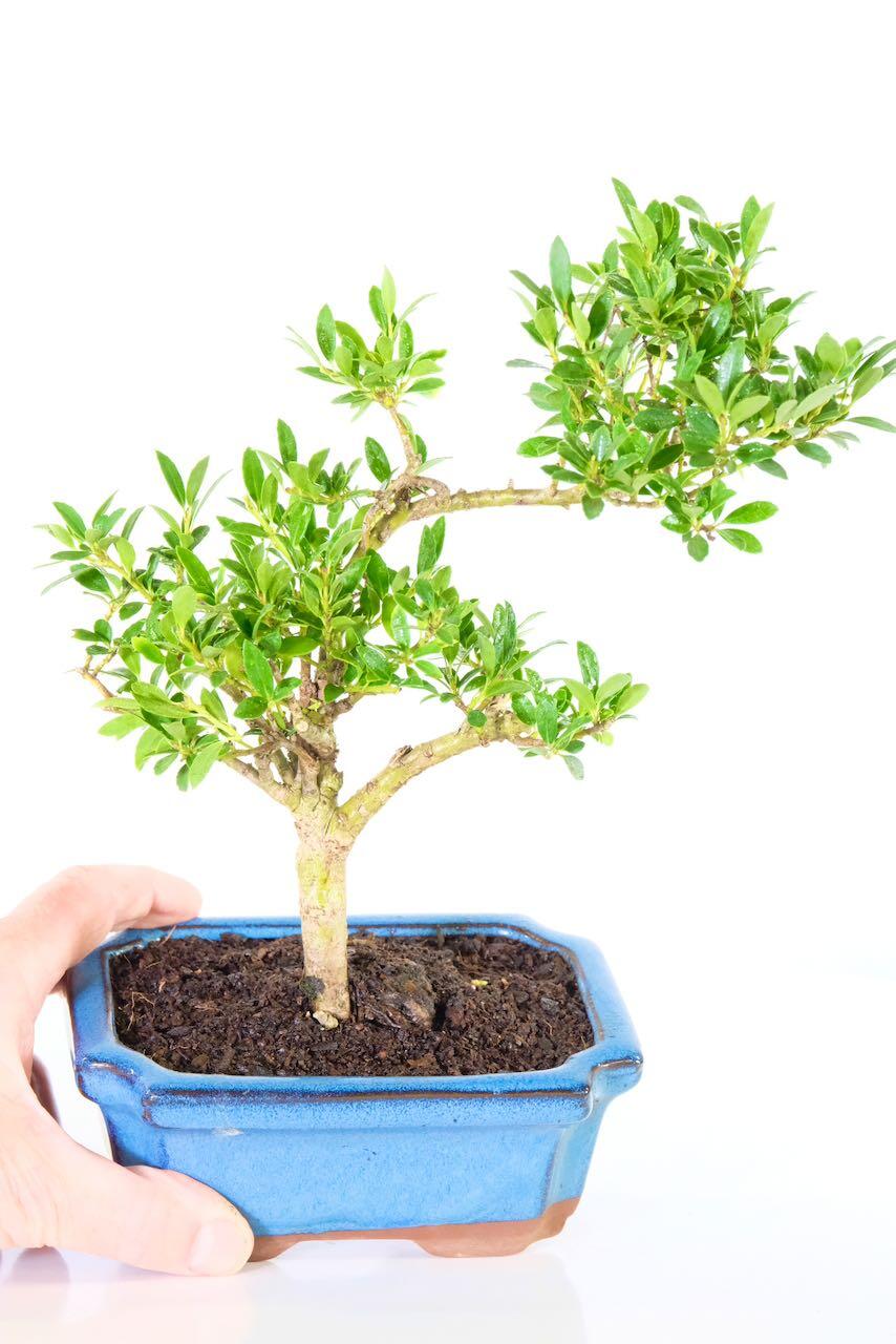 Upright trunk with graceful branching and dense evergreen canopy.