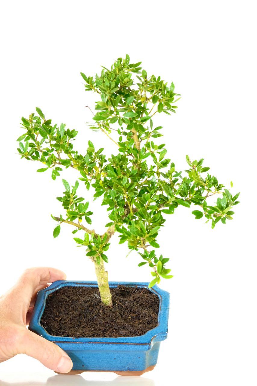 8 year old Ilex crenata Bonsai | Japanese Holly with Evergreen Leaves