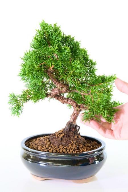 Top quality hardy evergreen outdoor juniper bonsai