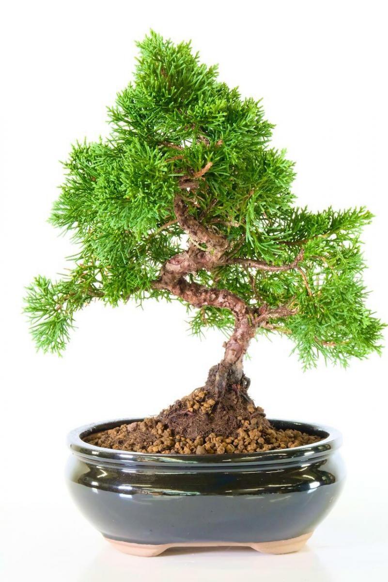 Gnarled Chinese Juniper Bonsai