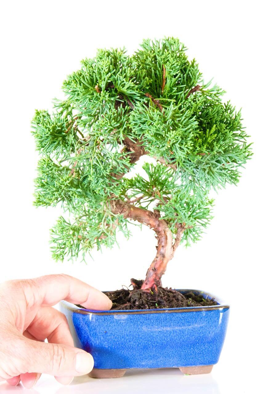 Shohin Juniper bonsai tree in blue pot
