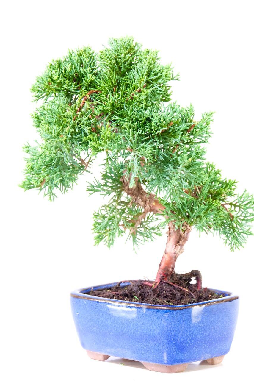 Twisty S-Shaped high quality Chinese juniper bonsai tree for sale