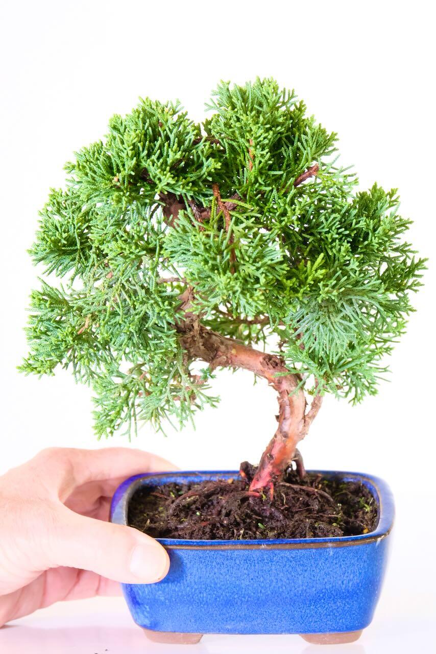 Chinese juniper bonsai for sale in blue pot UK