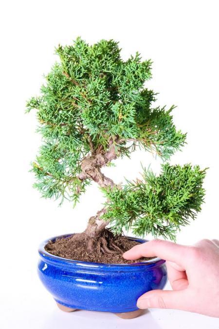 easy to care for outdoor bonsai tree with beautiful shape