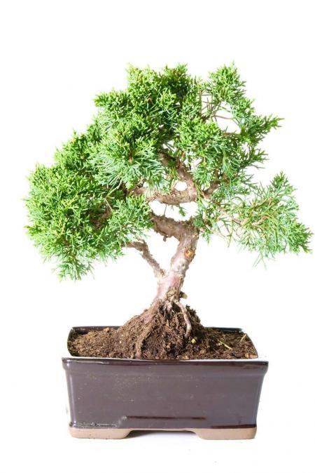 Incredibly twisty Chinese Juniper evergreen outdoor bonsai for sale UK
