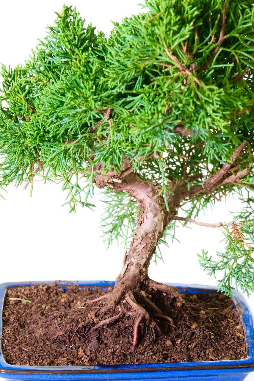 The exposed roots perfectly ground the bonsai to its pot