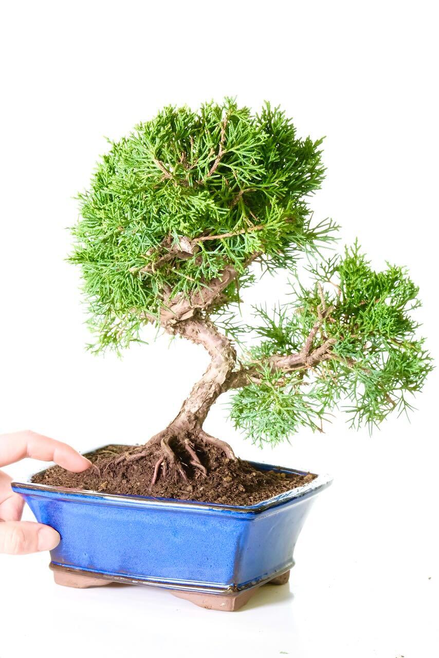 Comes potted in a rich royal blue ceramic pot