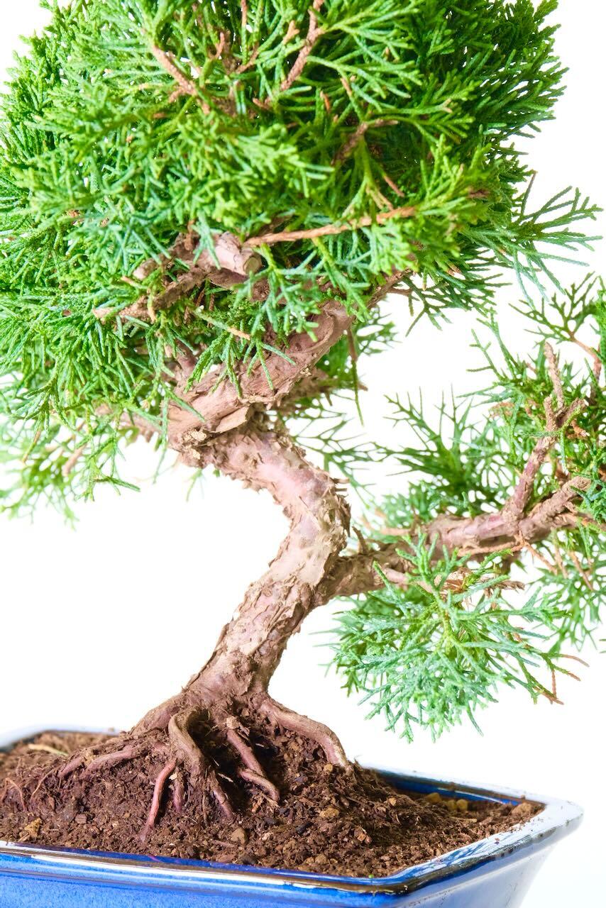 Well shaped trunk with aged, flakey bark