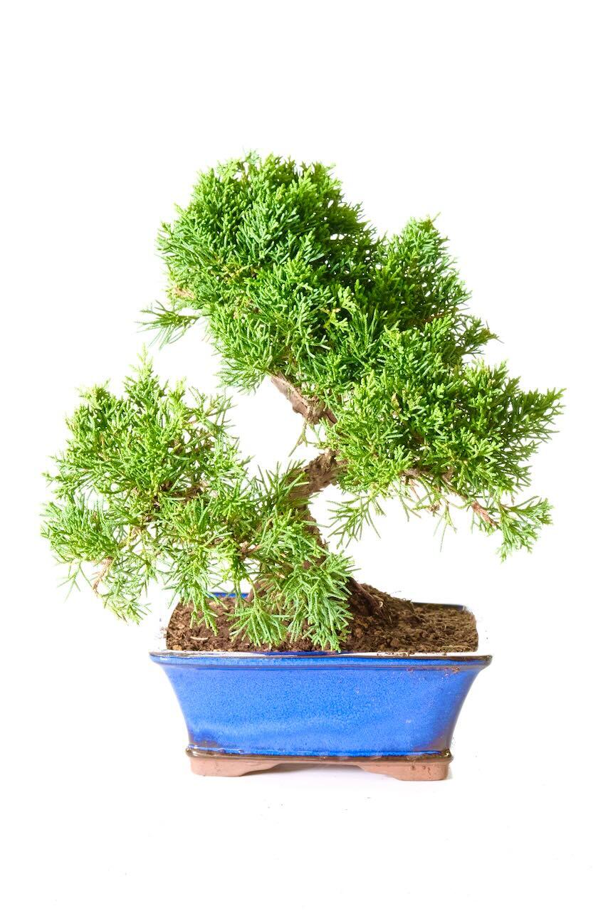 Delivery is FREE across the UK using a next working day service! Alternatively, you can select your preferred delivery date at the checkout